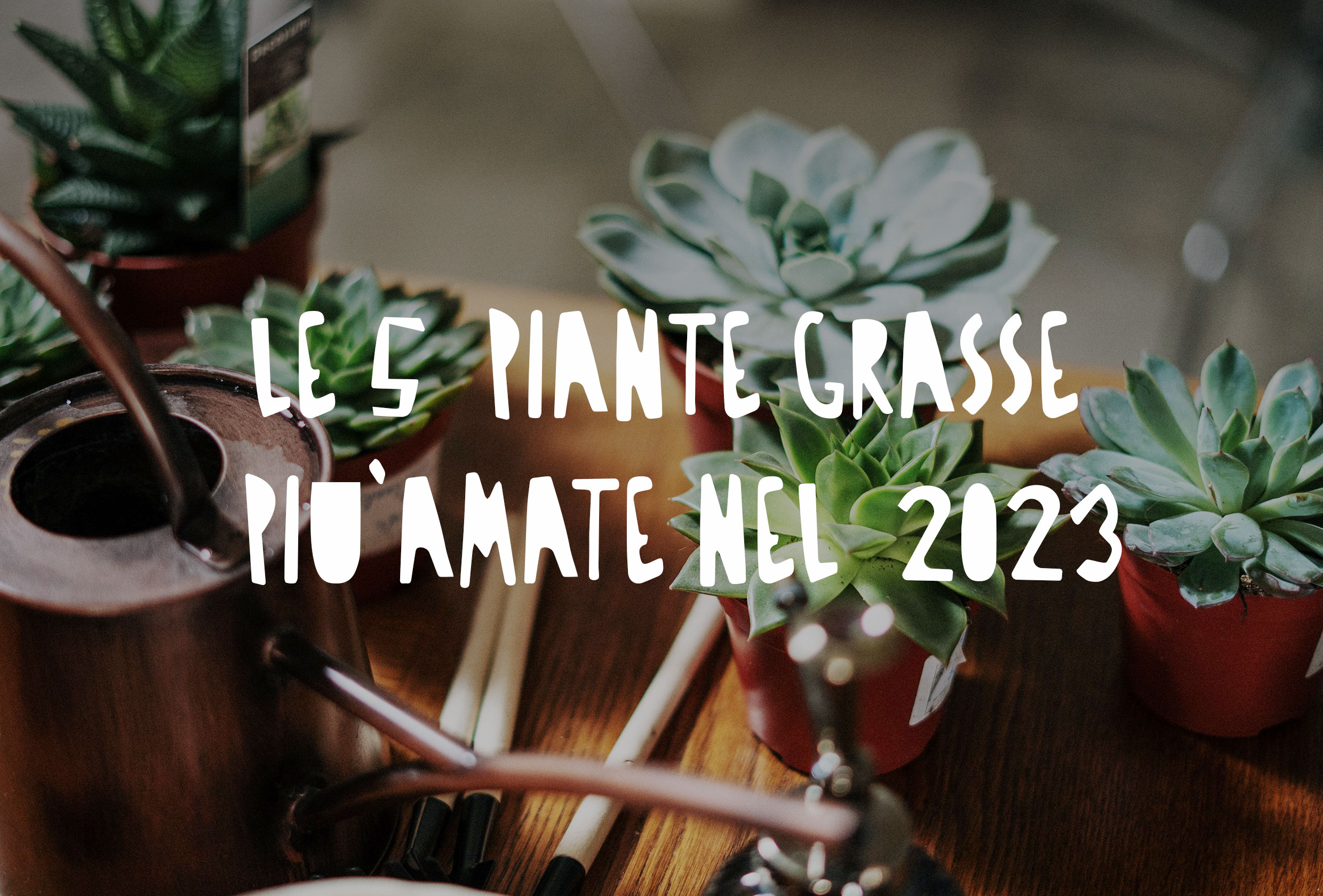 Piante grasse su un tavolo